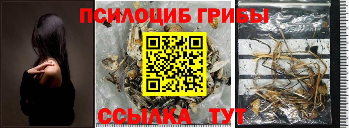 Псилоцибиновые грибы Psilocybe Воронеж
